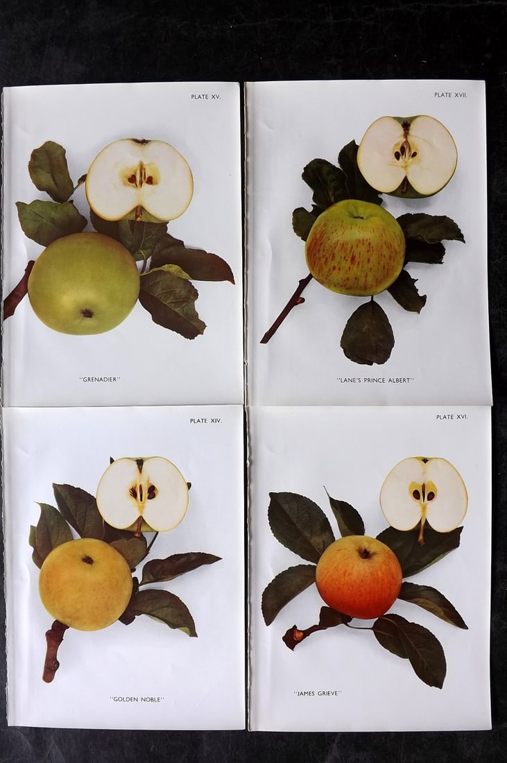 Taylor, H. V. 1947 Lot of 4 Vintage Fruit Prints. Apples (1 of 2)