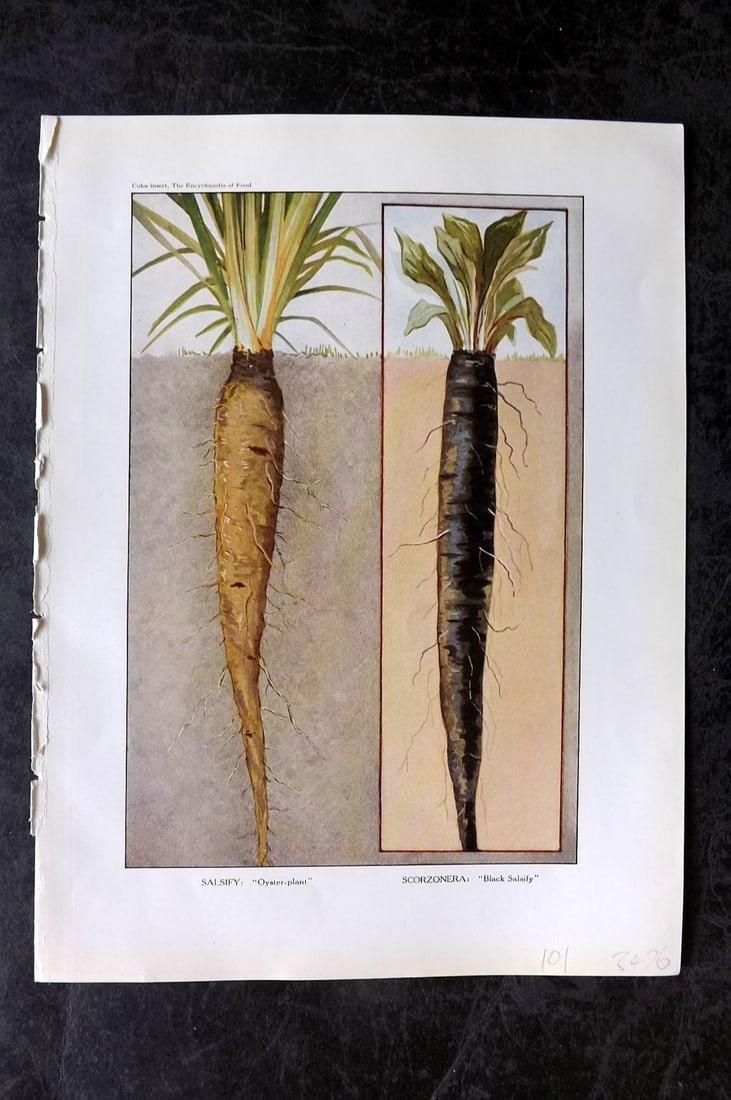 Ward, Artemas 1923 Antique Botanical Print. Salisfy Oyster Plant: Offset Lithograph Published 1923, New York for "The Encyclopedia of Food" by Artemas Ward. Paper Size: 10.5 x 7.5 inch (27 x 19cm) Good Condition