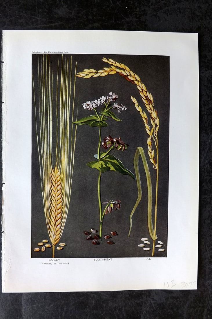 Ward, Artemas 1923 Antique Botanical Print. Barley, Buckwheat, Rice: Offset Lithograph Published 1923, New York for "The Encyclopedia of Food" by Artemas Ward. Paper Size: 10.5 x 7.5 inch (27 x 19cm) Good Condition
