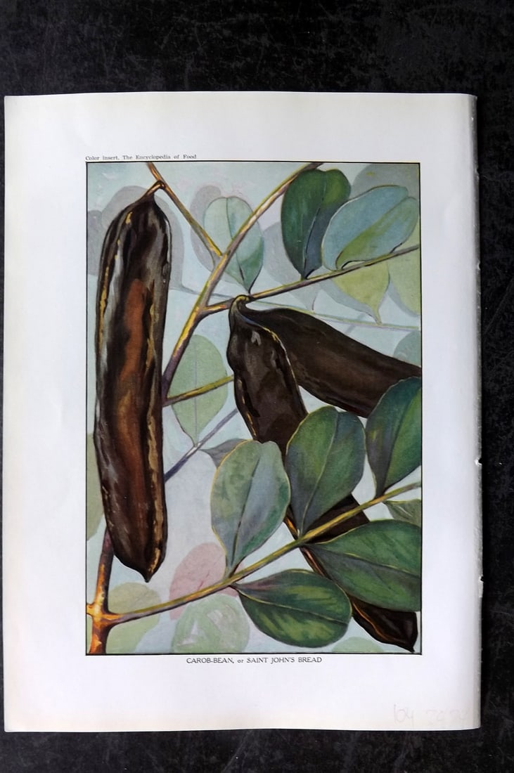 Ward, Artemas 1923 Antique Botanical Print. Carob Bean or Saint John'sBread: Offset Lithograph Published 1923, New York for "The Encyclopedia of Food" by Artemas Ward. Paper Size: 10.5 x 7.5 inch (27 x 19cm) Good Condition