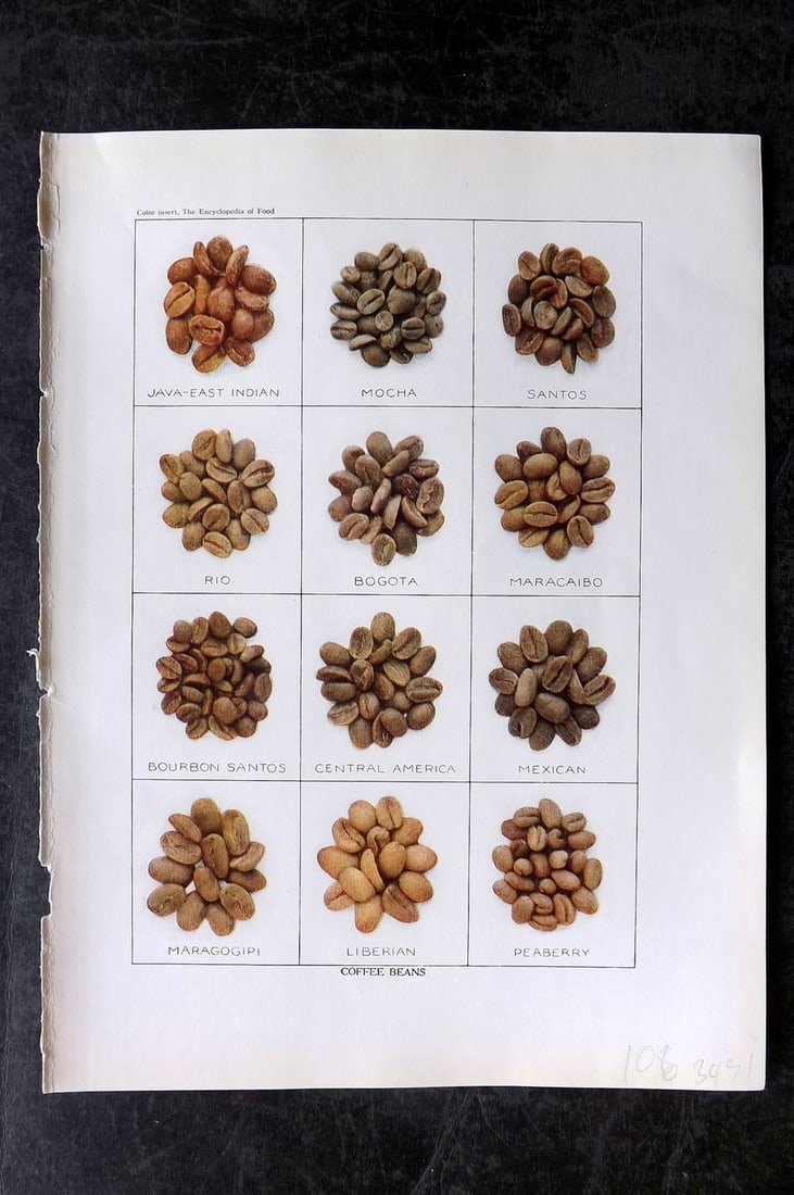 Ward, Artemas 1923 Antique Botanical Print. Coffee Beans: Offset Lithograph Published 1923, New York for "The Encyclopedia of Food" by Artemas Ward. Paper Size: 10.5 x 7.5 inch (27 x 19cm) Good Condition