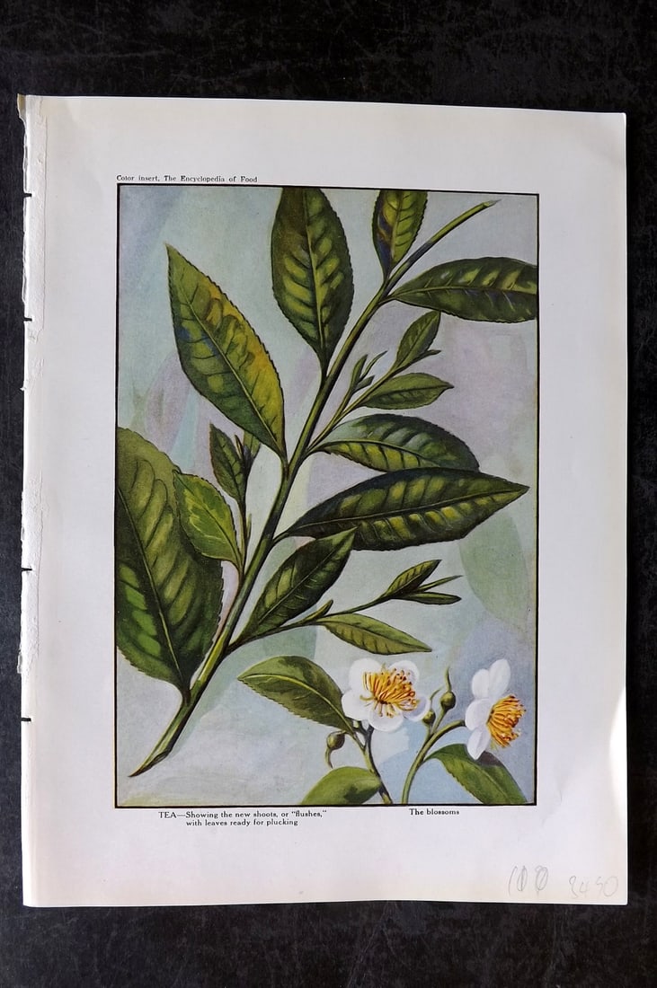 Ward, Artemas 1923 Antique Botanical Print. Tea: Offset Lithograph Published 1923, New York for "The Encyclopedia of Food" by Artemas Ward. Paper Size: 10.5 x 7.5 inch (27 x 19cm) Good Condition