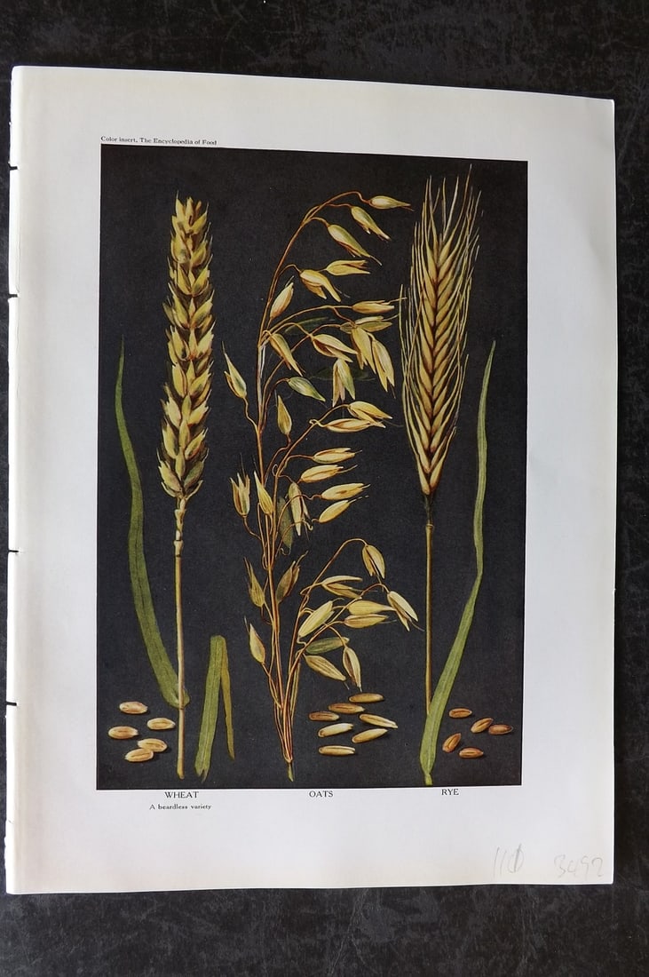 Ward, Artemas 1923 Antique Botanical Print. Wheat, Oats, Rye: Offset Lithograph Published 1923, New York for "The Encyclopedia of Food" by Artemas Ward. Paper Size: 10.5 x 7.5 inch (27 x 19cm) Good Condition