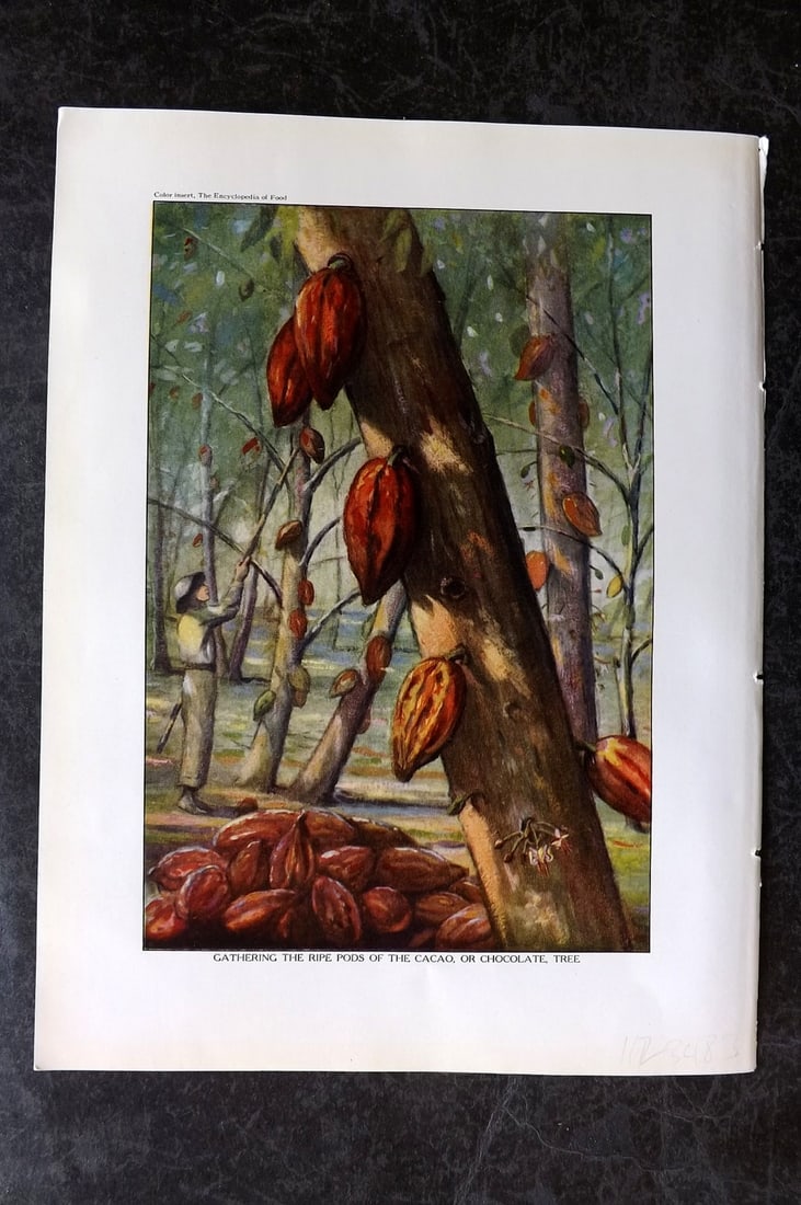 Ward, Artemas 1923 Botanical Print. Gathering Pods of the Cacao, or Chocolate Tree (1 of 1)