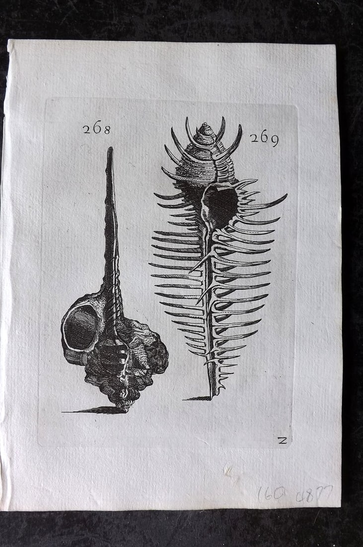 Buonanni, Filippo 1684 Rare Antique Shell Print 268-269 (1 of 1)