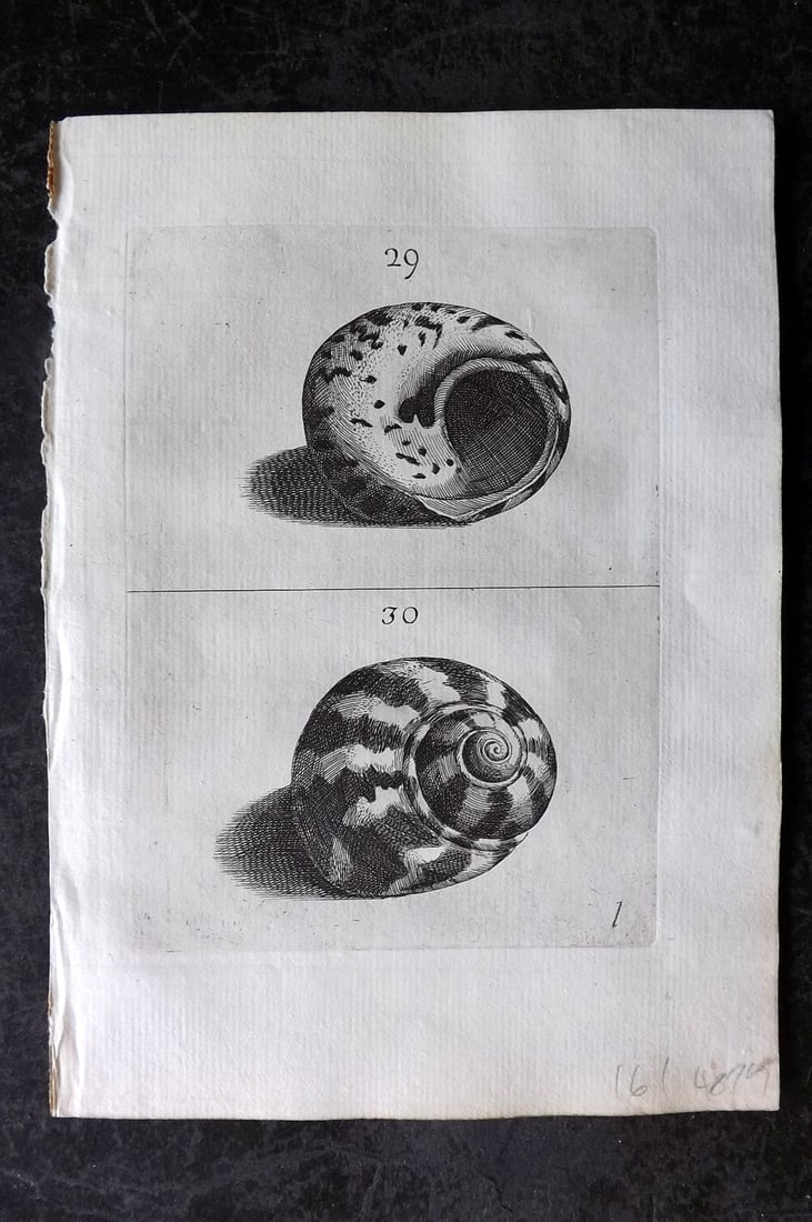 Buonanni, Filippo 1684 Rare Antique Shell Print 29-30 (1 of 1)