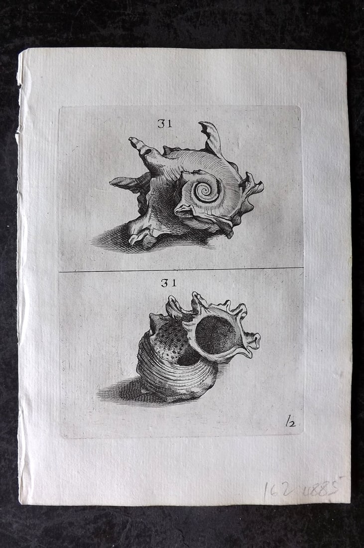 Buonanni, Filippo 1684 Rare Antique Shell Print 31 (1 of 1)