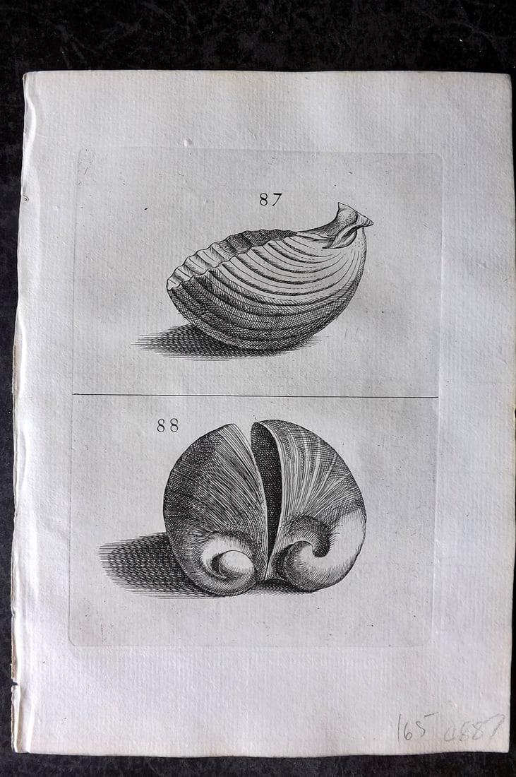 Buonanni, Filippo 1684 Rare Antique Shell Print 87-88 (1 of 1)