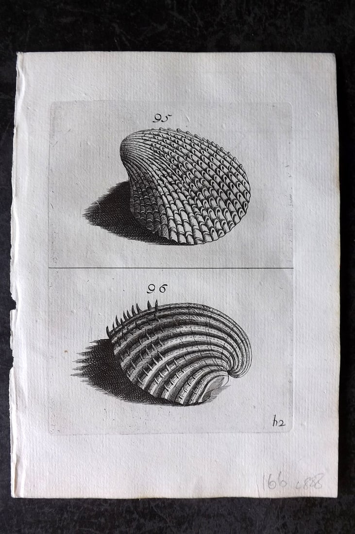 Buonanni, Filippo 1684 Rare Antique Shell Print 95-96 (1 of 1)
