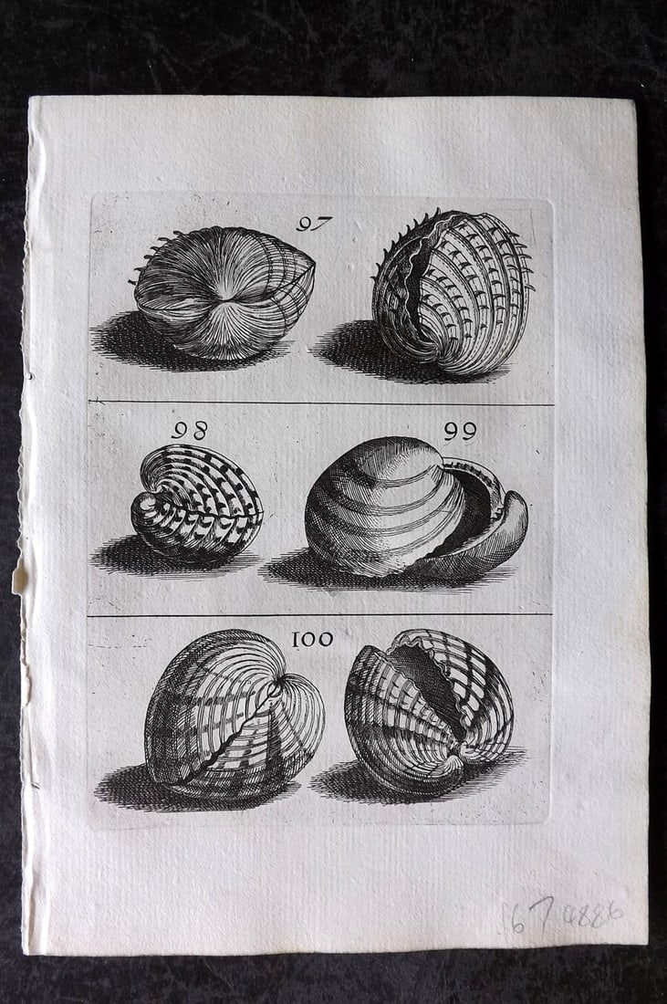 Buonanni, Filippo 1684 Rare Antique Shell Print 97-100 (1 of 1)