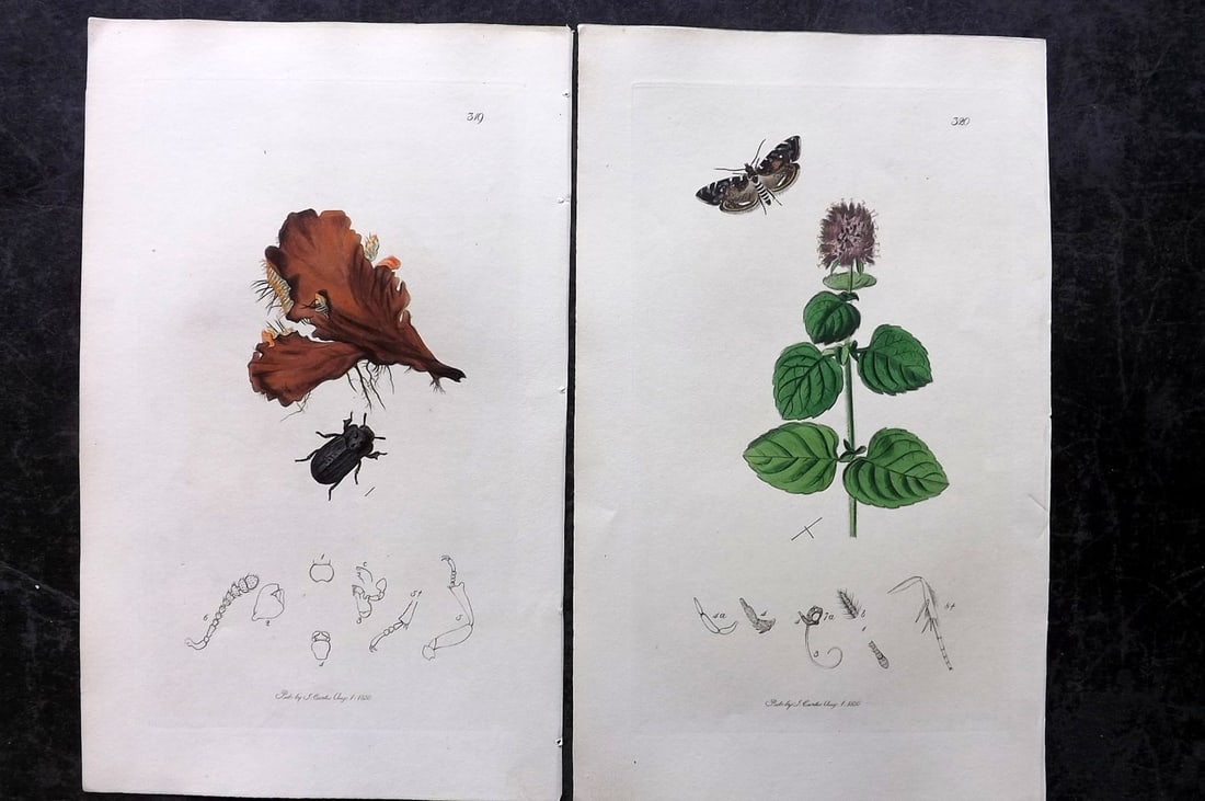 Curtis, John 1831 Pair of HCol Insect Botanical Prints, First Edition: Hand Colored Etchings Published 1823-39, London for "British Entomology: Being Illustrations and Descriptions of the Genera of Insects found in Great Britain and Ireland" First Edition by John Curtis.