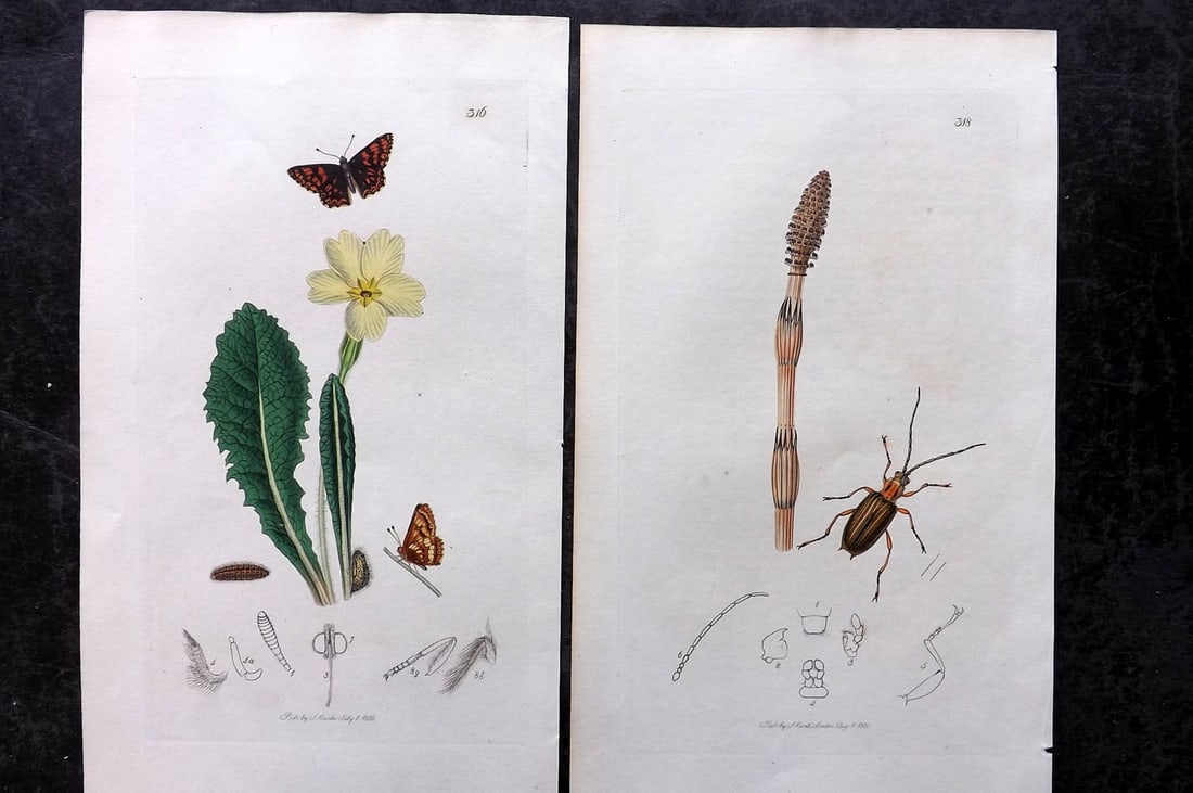 Curtis, John 1831 Pair of HCol Insect Botanical Prints, First Edition (1 of 2)