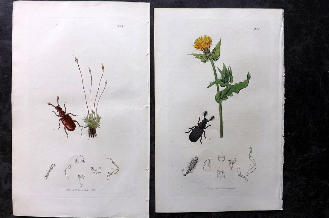 Curtis, John 1831 Pair of HCol Insect Botanical Prints, First Edition: Hand Colored Etchings Published 1823-39, London for "British Entomology: Being Illustrations and Descriptions of the Genera of Insects found in Great Britain and Ireland" First Edition by John Curtis.