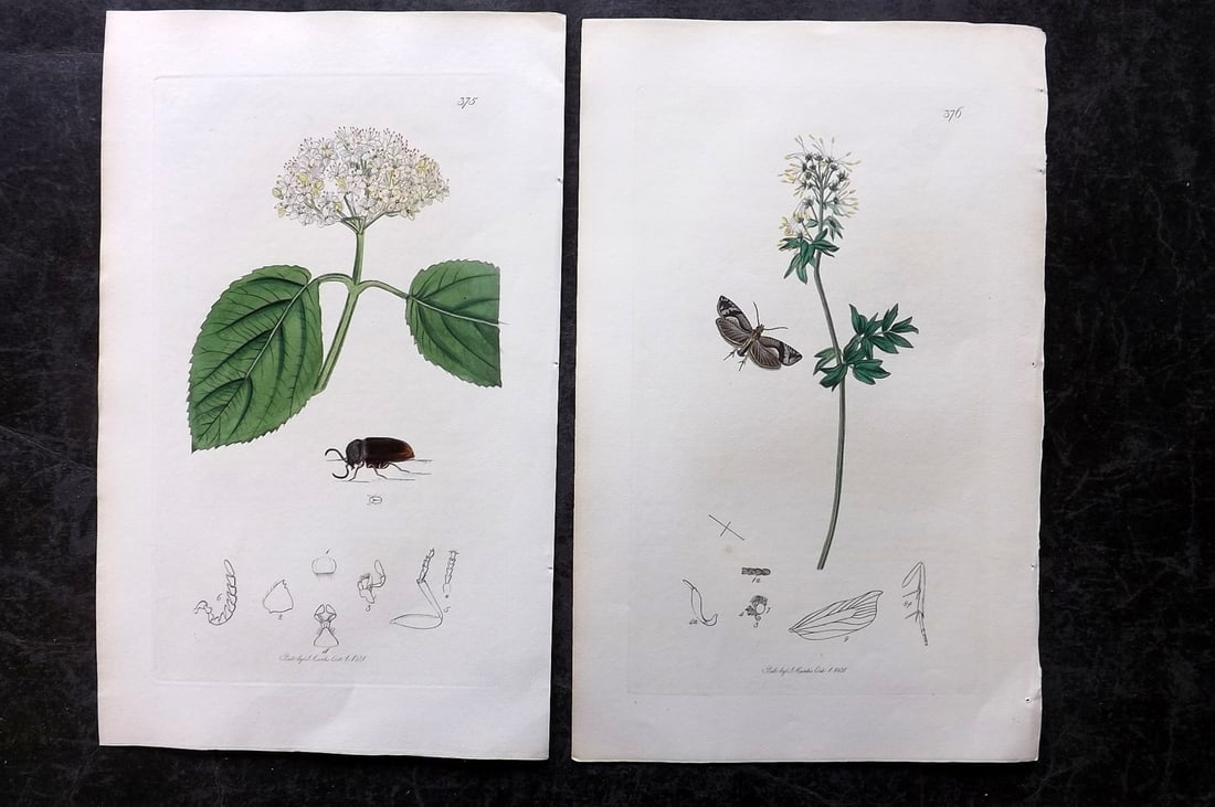Curtis, John 1831 Pair of HCol Insect Botanical Prints, First Edition (1 of 2)