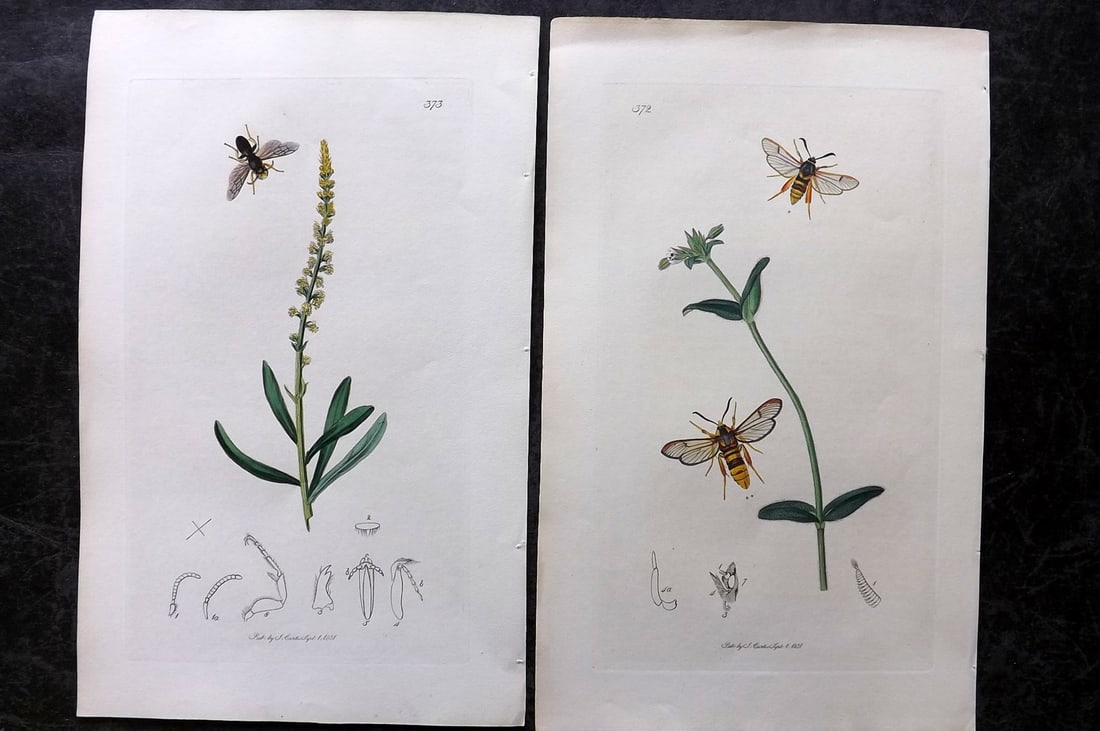 Curtis, John 1831 Pair of HCol Insect Botanical Prints, First Edition: Hand Colored Etchings Published 1823-39, London for "British Entomology: Being Illustrations and Descriptions of the Genera of Insects found in Great Britain and Ireland" First Edition by John Curtis.