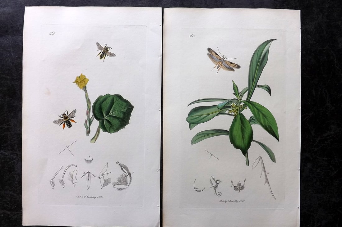 Curtis, John 1831 Pair of HCol Insect Botanical Prints, First Edition: Hand Colored Etchings Published 1823-39, London for "British Entomology: Being Illustrations and Descriptions of the Genera of Insects found in Great Britain and Ireland" First Edition by John Curtis.