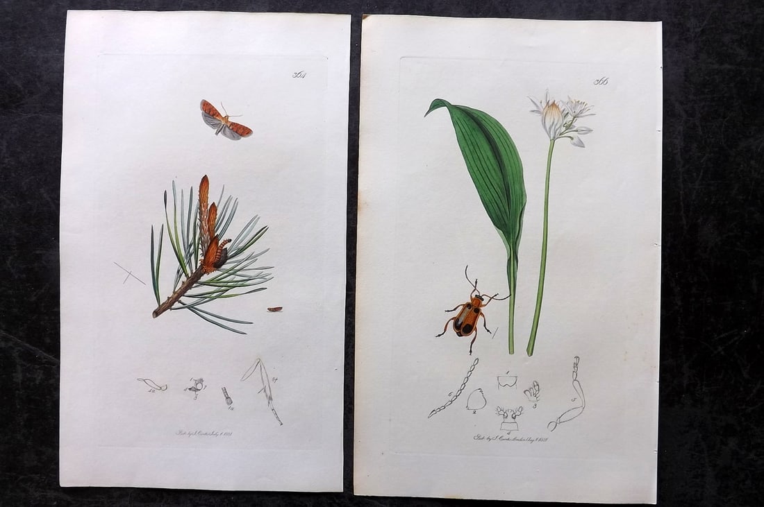 Curtis, John 1831 Pair of HCol Insect Botanical Prints, First Edition: Hand Colored Etchings Published 1823-39, London for "British Entomology: Being Illustrations and Descriptions of the Genera of Insects found in Great Britain and Ireland" First Edition by John Curtis.