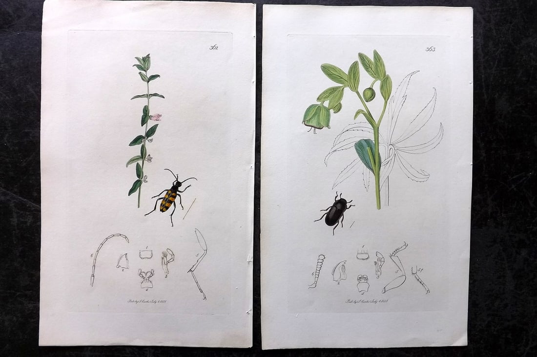 Curtis, John 1831 Pair of HCol Insect Botanical Prints, First Edition: Hand Colored Etchings Published 1823-39, London for "British Entomology: Being Illustrations and Descriptions of the Genera of Insects found in Great Britain and Ireland" First Edition by John Curtis.