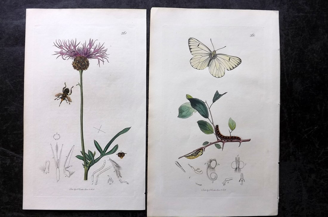 Curtis, John 1831 Pair of HCol Insect Botanical Prints, First Edition (1 of 2)