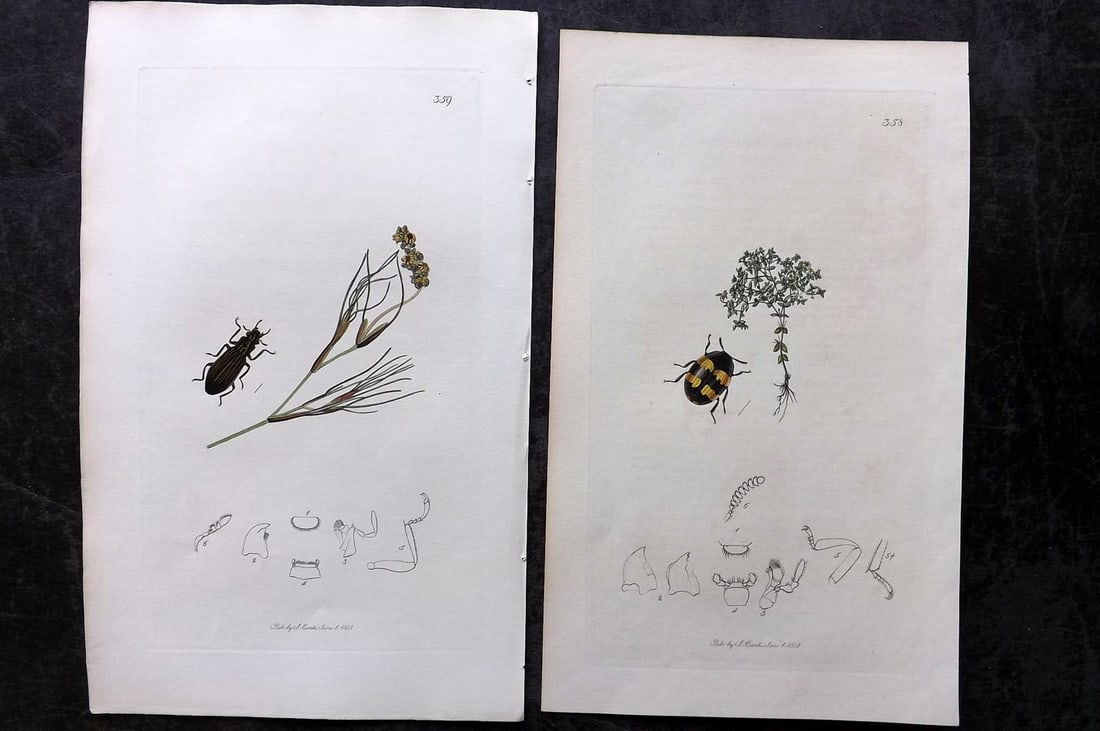 Curtis, John 1831 Pair of HCol Insect Botanical Prints, First Edition: Hand Colored Etchings Published 1823-39, London for "British Entomology: Being Illustrations and Descriptions of the Genera of Insects found in Great Britain and Ireland" First Edition by John Curtis.