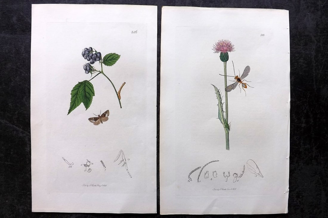 Curtis, John 1831 Pair of HCol Insect Botanical Prints, First Edition: Hand Colored Etchings Published 1823-39, London for "British Entomology: Being Illustrations and Descriptions of the Genera of Insects found in Great Britain and Ireland" First Edition by John Curtis.