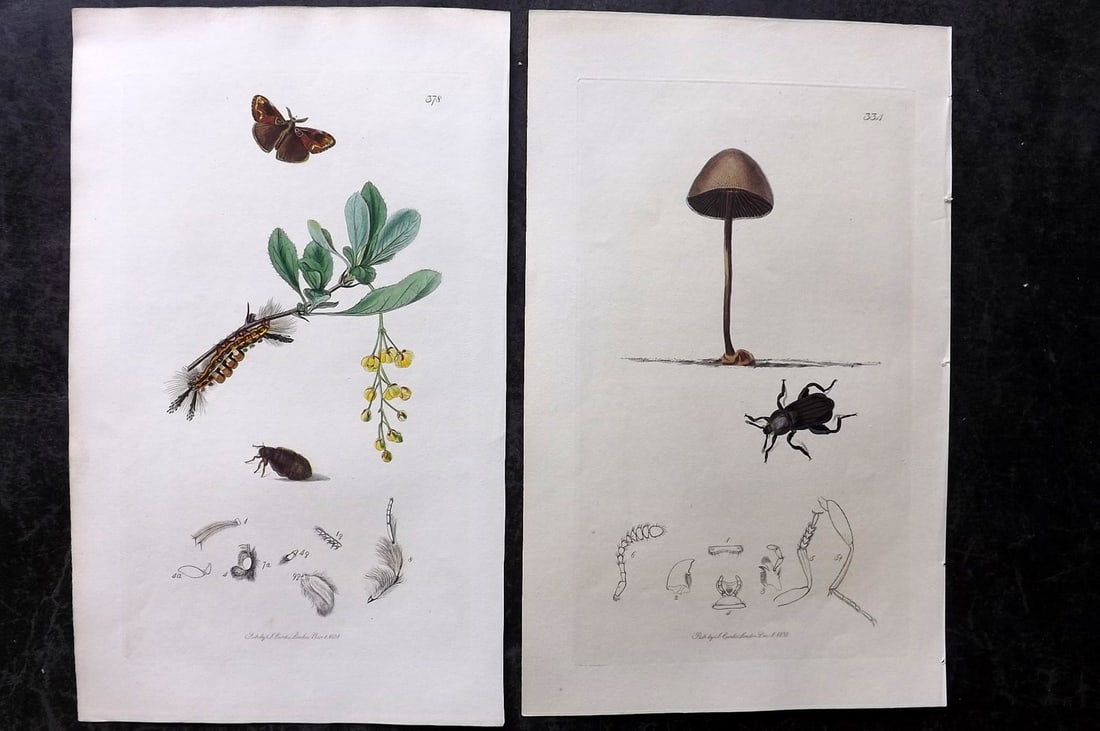 Curtis, John 1831 Pair of HCol Insect Botanical Prints, First Edition (1 of 2)