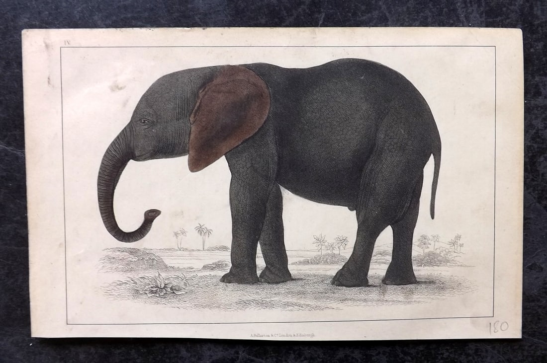 Goldsmith, Oliver C1850 Hand Col Print. Elephant (1 of 1)