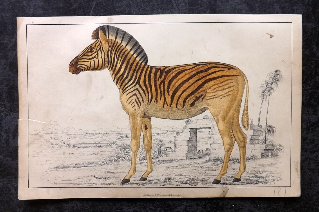 Goldsmith, Oliver C1850 Hand Col Print. Extinct Quagga (1 of 1)