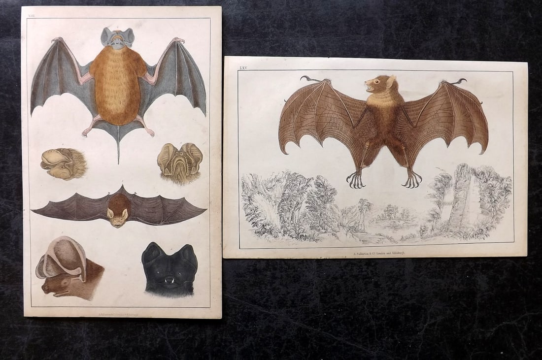 Goldsmith, Oliver C1850 Pair of Hand Col Prints. Bats: Hand Colored Etching/Engraving Published C1850 by A. Fullarton & Co., London for "A History of the Earth and Animated Nature" by Oliver Goldsmith. Paper Size: 10 x 6 inch (25 x 16cm) Very minor backgr