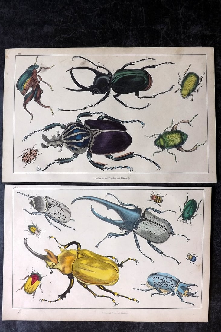 Goldsmith, Oliver C1850 Pair of Hand Col Prints. Beetles (1 of 2)