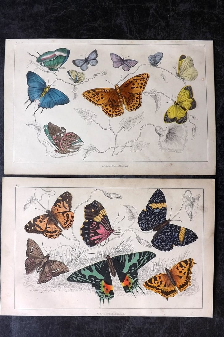 Goldsmith, Oliver C1850 Pair of Hand Col Prints. Butterflies (1 of 2)