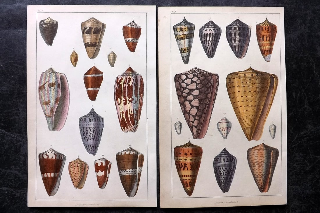 Goldsmith, Oliver C1850 Pair of Hand Col Prints. Shells (1 of 2)