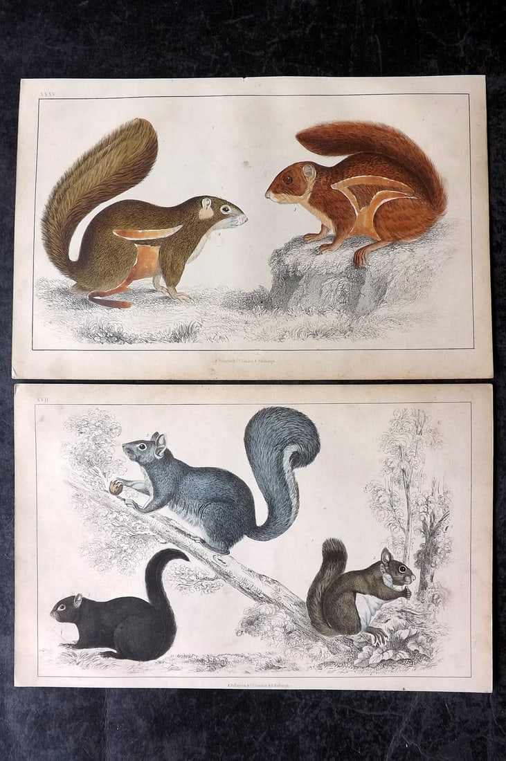 Goldsmith, Oliver C1850 Pair of Hand Col Prints. Squirrels: Hand Colored Etching/Engraving Published C1850 by A. Fullarton & Co., London for "A History of the Earth and Animated Nature" by Oliver Goldsmith. Paper Size: 10 x 6 inch (25 x 16cm) Very minor backgr