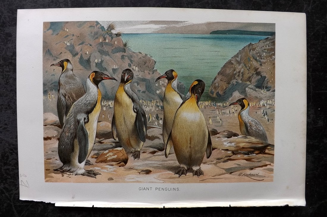 Lydekker, Richard 1896 Antique Bird Print. Giant Penguins: Chromolithograph Published 1894-96, London for "The Royal Natural History" by Richard Lydekker. Illustrated by Smit, Keulemans, Wolf and others. Paper Size: 10 x 6.5 inch (25 x 16.5cm) Good Condition