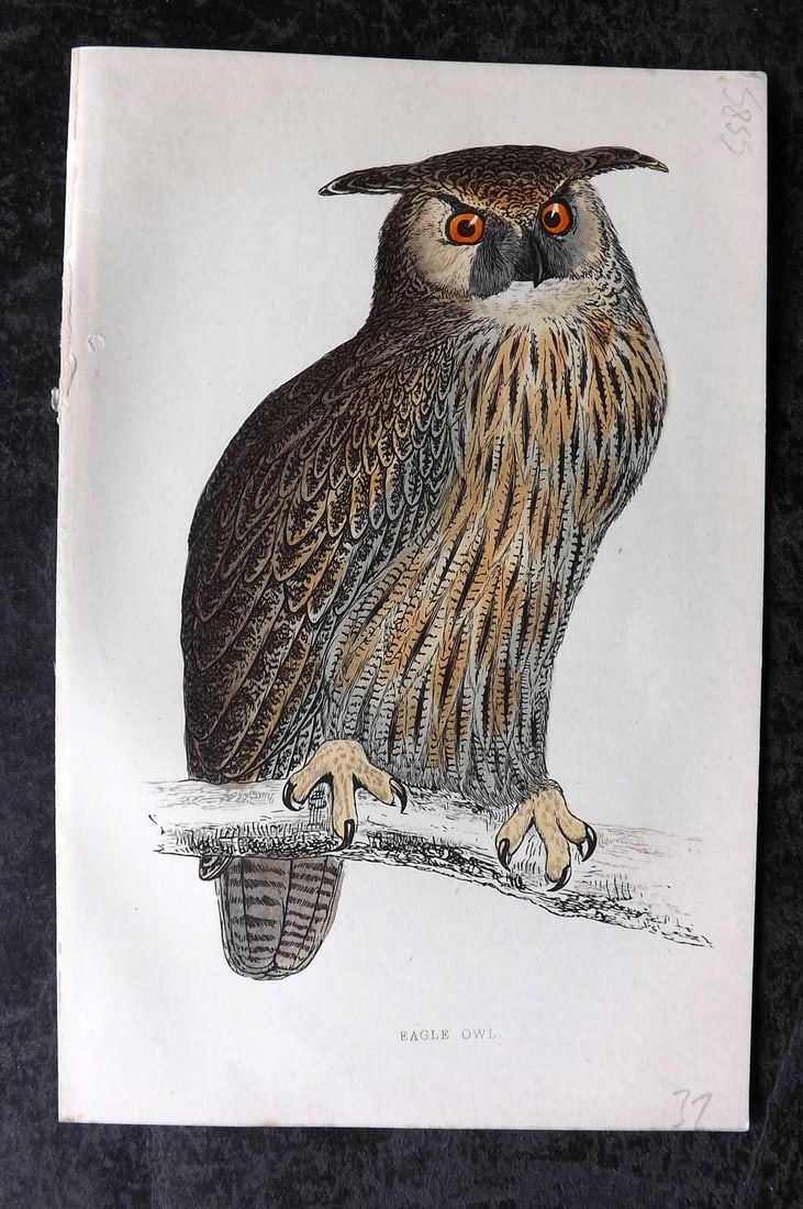 Morris, Francis 1867 Hand Col Bird Print. Eagle Owl (1 of 1)