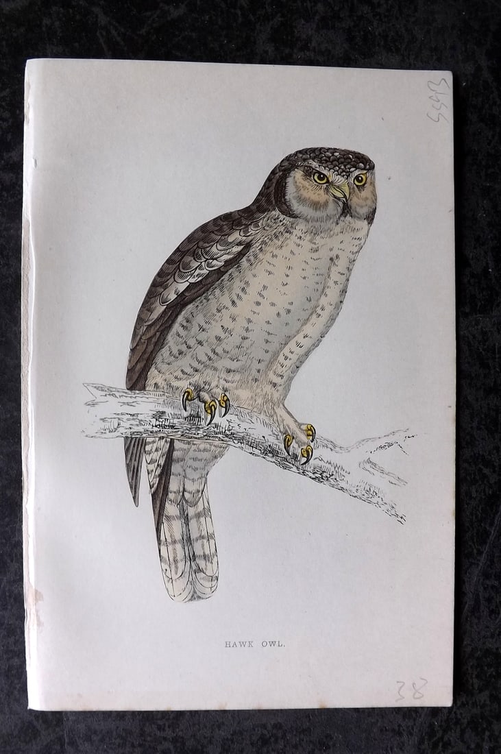 Morris, Francis 1867 Hand Col Bird Print. Hawk Owl (1 of 1)