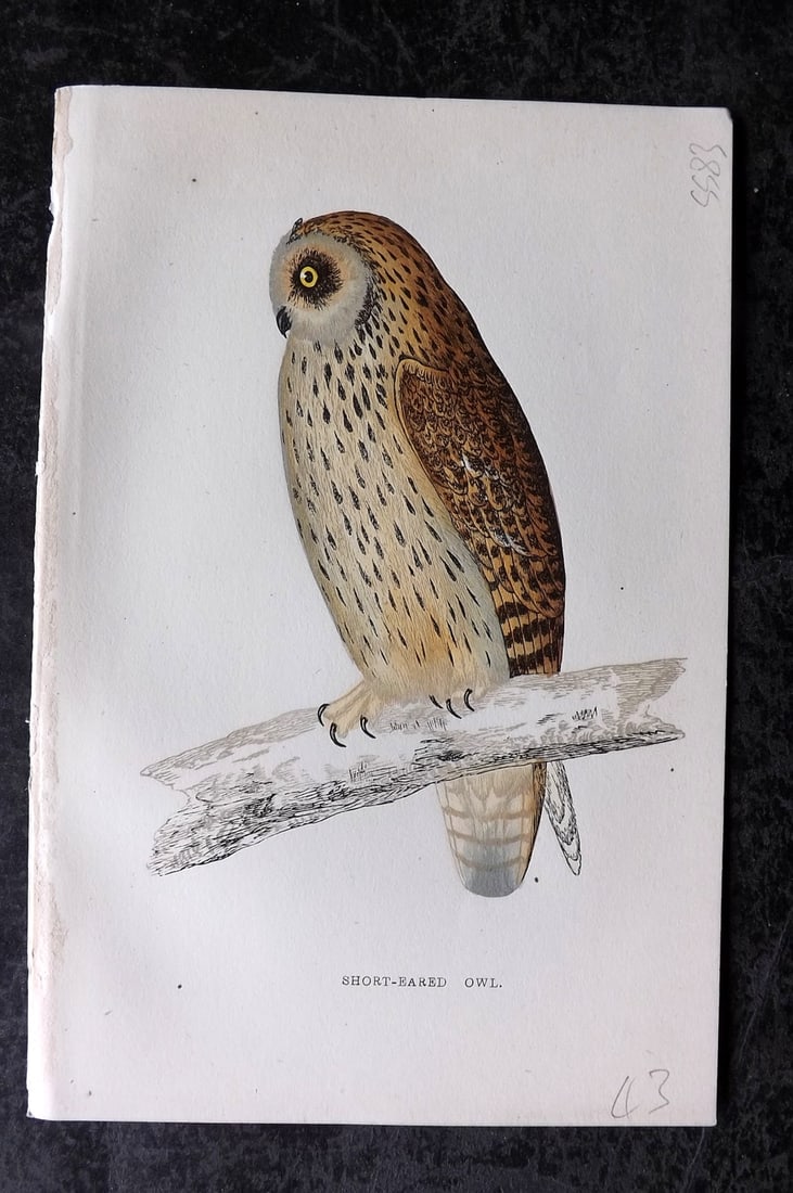 Morris, Francis 1867 Hand Col Bird Print. Short Eared Owl: Woodblocks Published 1863-7, London for "A History of British Birds" by the Rev. Francis Orpen Morris. Printed in colours and finished by hand. Paper Size: 7.5 x 5 inch (19 x 12cm) Good Condition