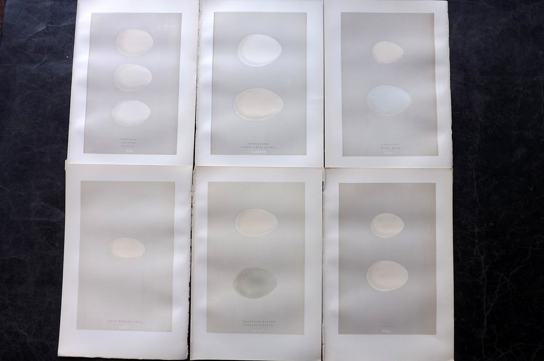 Morris, Francis 1892 Lot of 6 Antique Bird Egg Prints: Woodblocks Published 1892, London for "A Natural History of the Nests and Eggs of British Birds" By the Rev. Francis Orpen Morris, printed Benjamin Fawcett. Paper Size: 10 x 6.5 inch (25 x 17cm) Good 
