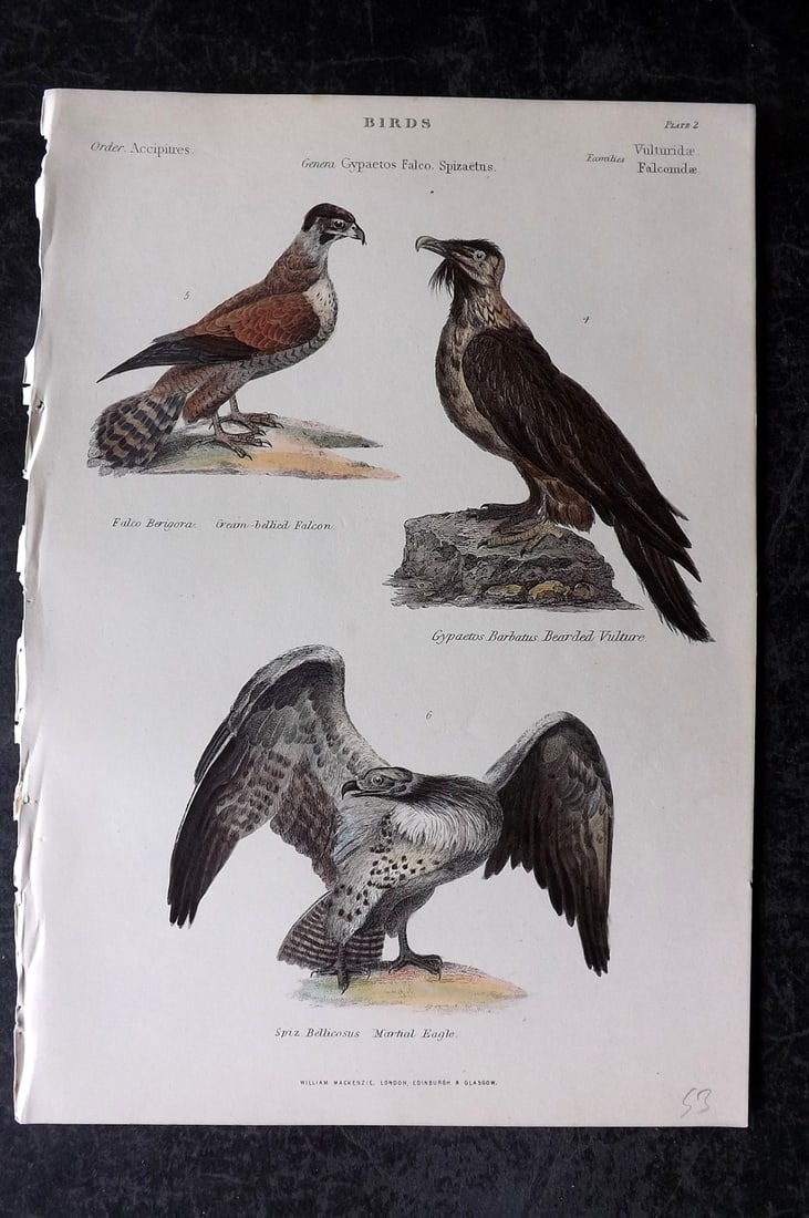 Richardson, John 1862 Hand Col Bird Print. Falcon, Bearded Vulture, Martial Eagle (1 of 1)