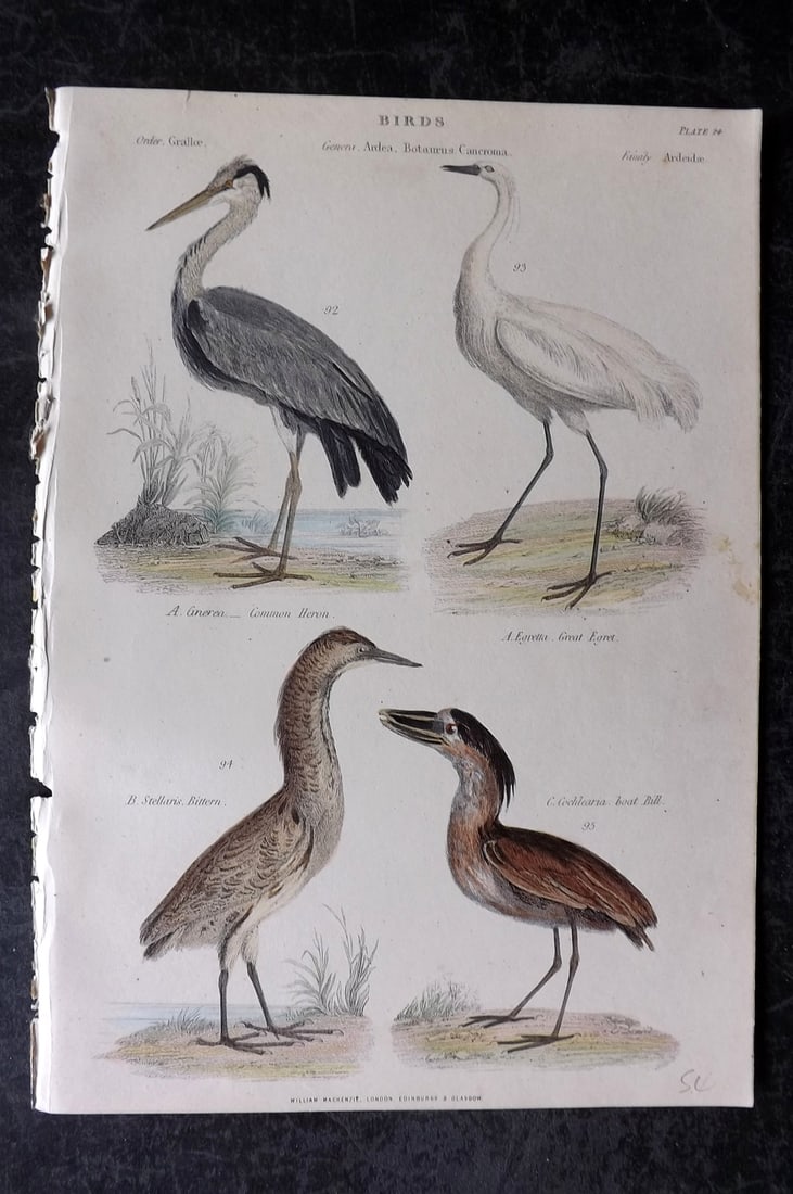 Richardson, John 1862 Hand Col Bird Print. Heron, Egret, Boatbill, Bittern (1 of 1)