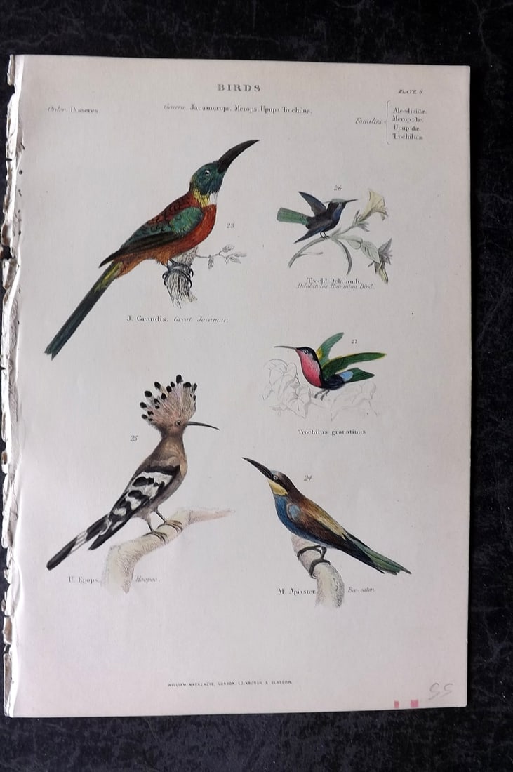 Richardson, John 1862 Hand Col Bird Print. Hummingbirds, Hoopoe, Jacamar, Bee-Eater: Hand Colored Steel Engraving/Etching Published 1859-62 by William Mackenzie, Edinburgh & London for "The Museum of Natural History" by John Richardson. Paper Size: 10.5 x 7 inch (27 x 18cm) Good Condi