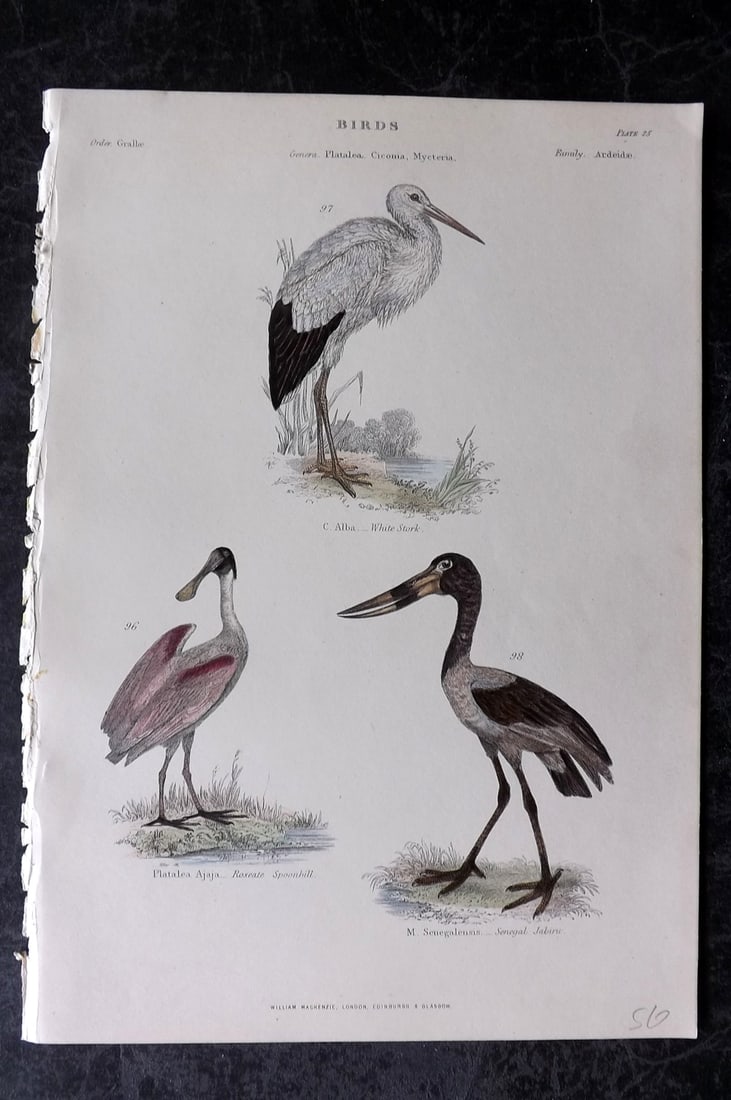 Richardson, John 1862 Hand Col Bird Print. Roseate Spoonbill, White Stork, Senegal Jabiru (1 of 1)