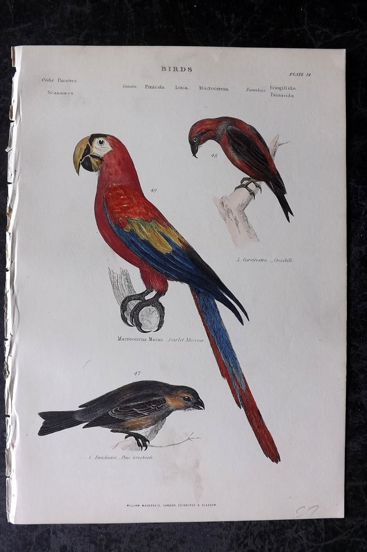 Richardson, John 1862 Hand Col Bird Print. Scarlet Macaw, Crossbill, Grosbeak: Hand Colored Steel Engraving/Etching Published 1859-62 by William Mackenzie, Edinburgh & London for "The Museum of Natural History" by John Richardson. Paper Size: 10.5 x 7 inch (27 x 18cm) Good Condi