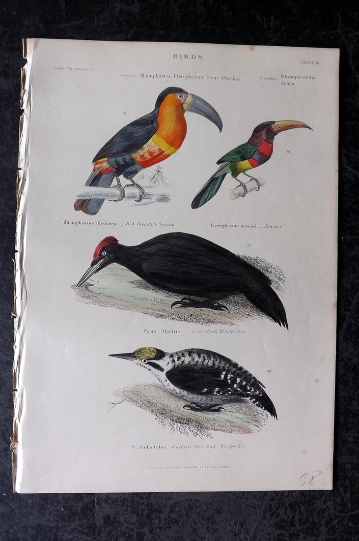 Richardson, John 1862 Hand Col Bird Print. Toucan, Aracari, Woodpeckers: Hand Colored Steel Engraving/Etching Published 1859-62 by William Mackenzie, Edinburgh & London for "The Museum of Natural History" by John Richardson. Paper Size: 10.5 x 7 inch (27 x 18cm) Good Condi