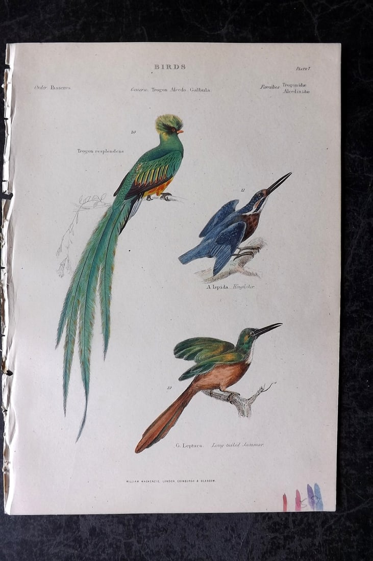 Richardson, John 1862 Hand Col Bird Print. Trogon, Kingfisher, Jacamar: Hand Colored Steel Engraving/Etching Published 1859-62 by William Mackenzie, Edinburgh & London for "The Museum of Natural History" by John Richardson. Paper Size: 10.5 x 7 inch (27 x 18cm) Paint mark