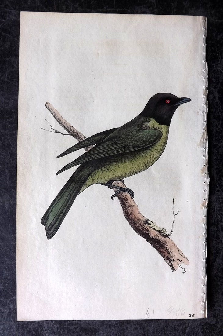 Swainson, William 1820 Hand Col Bird Print. Black Headed Fruiteater 25 (1 of 1)