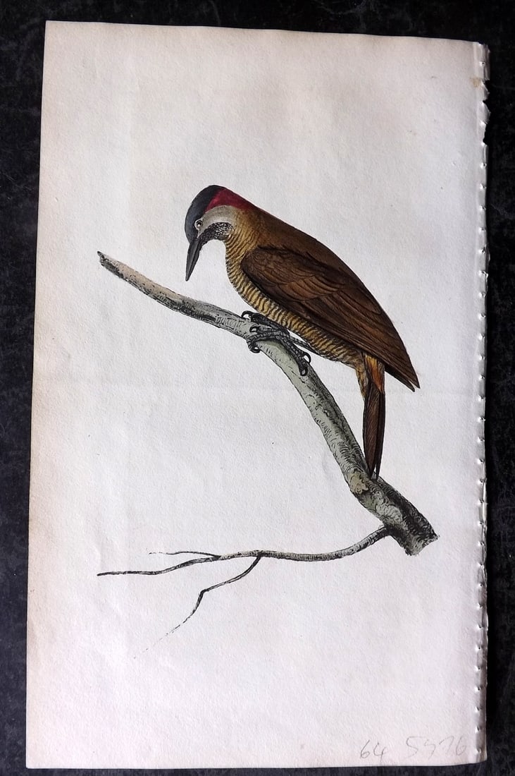 Swainson, William 1820 Hand Col Bird Print. Brown Woodpecker 14 (1 of 1)