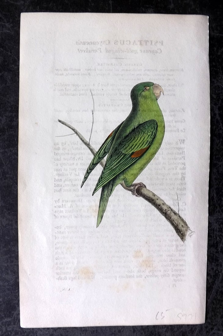 Swainson, William 1820 Hand Col Bird Print. Cayenne Gold Wingedd Parakeet 01: Hand Colored Lithograph Published 1820-33, London for "Zoological Illustrations" by William Swainson. With accompanying descriptive text. Scarce. Paper Size: 8.5 x 5 inch (22 x 13cm) Text offsetting a