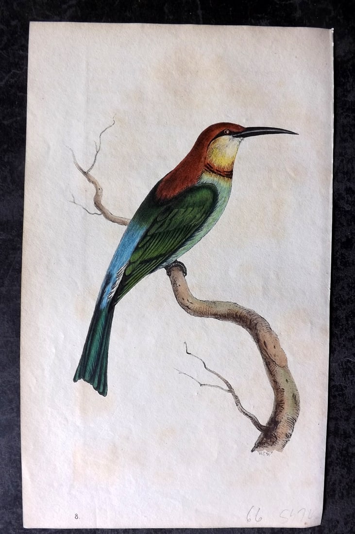 Swainson, William 1820 Hand Col Bird Print. Ceylonese Flat-Bill 13 (1 of 1)