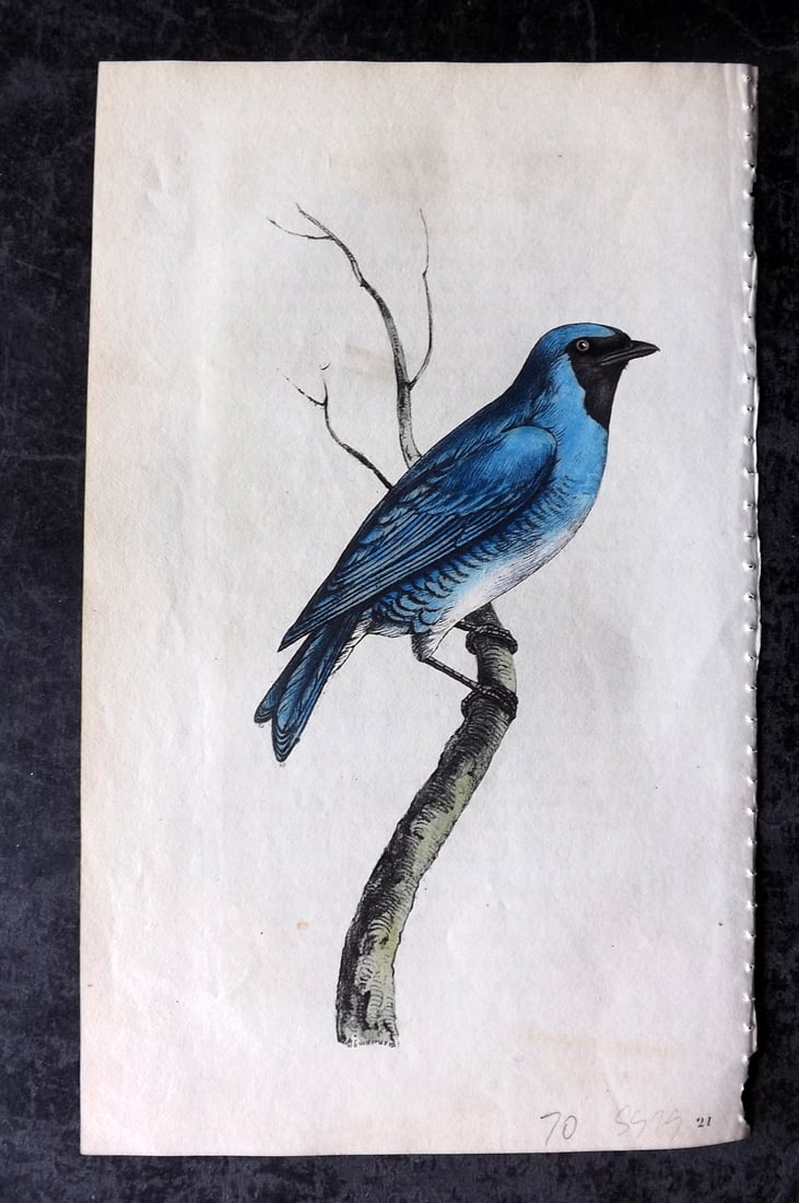 Swainson, William 1820 Hand Col Bird Print. Swallow Fruit-Eater 21: Hand Colored Lithograph Published 1820-33, London for "Zoological Illustrations" by William Swainson. With accompanying descriptive text. Scarce. Paper Size: 8.5 x 5 inch (22 x 13cm) Very minor backgr